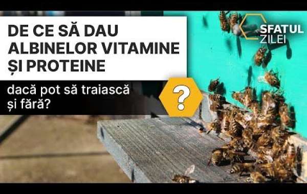 Beneficios y usos del aceite esencial de romero en aromaterapia: ¡descubre cómo mejorar tu bienestar!