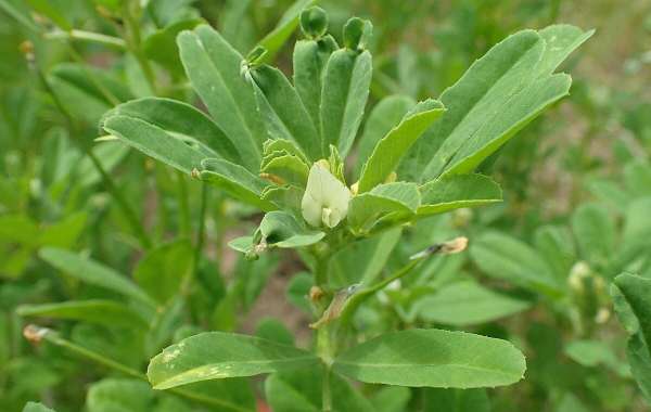 Aceite de romero, Usos, beneficios y propiedades Te lo contamos todo